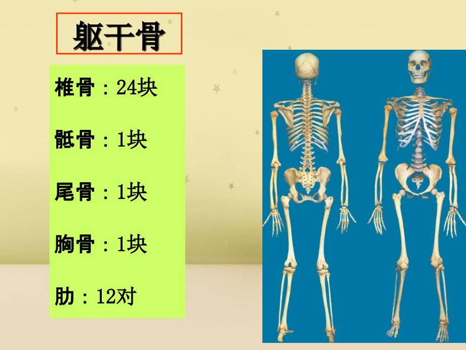 躯干骨及其连结运动系统_第1页