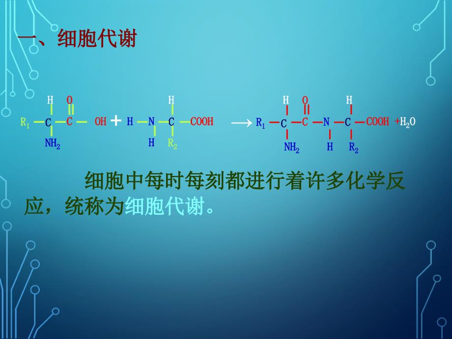 《降低化学反应活化能的酶》_第3页