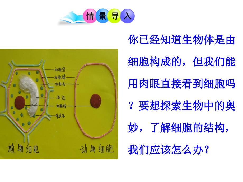 第一节练习使用显微镜59_第4页