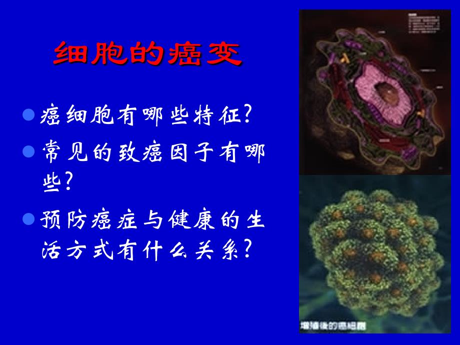 高中生物细胞的癌变人教版必修1.ppt_第4页