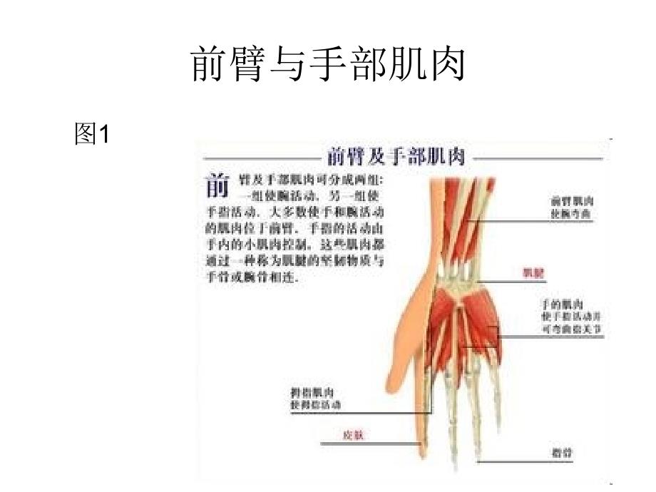 手外伤的护理课件_第3页