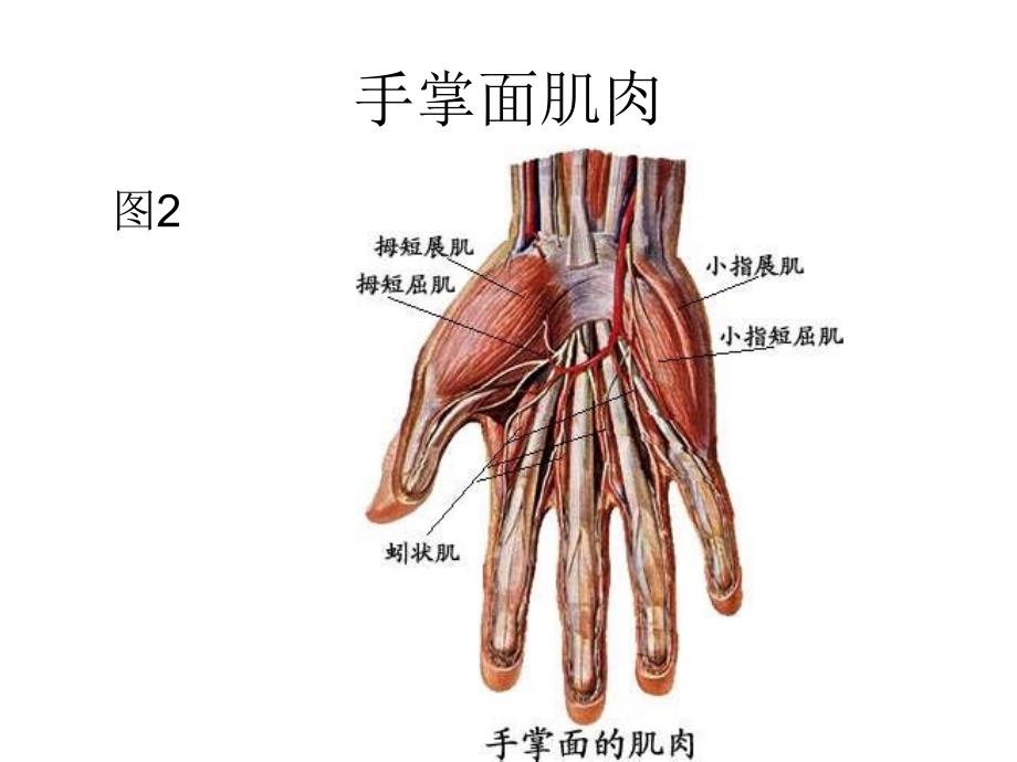 手外伤的护理课件_第4页