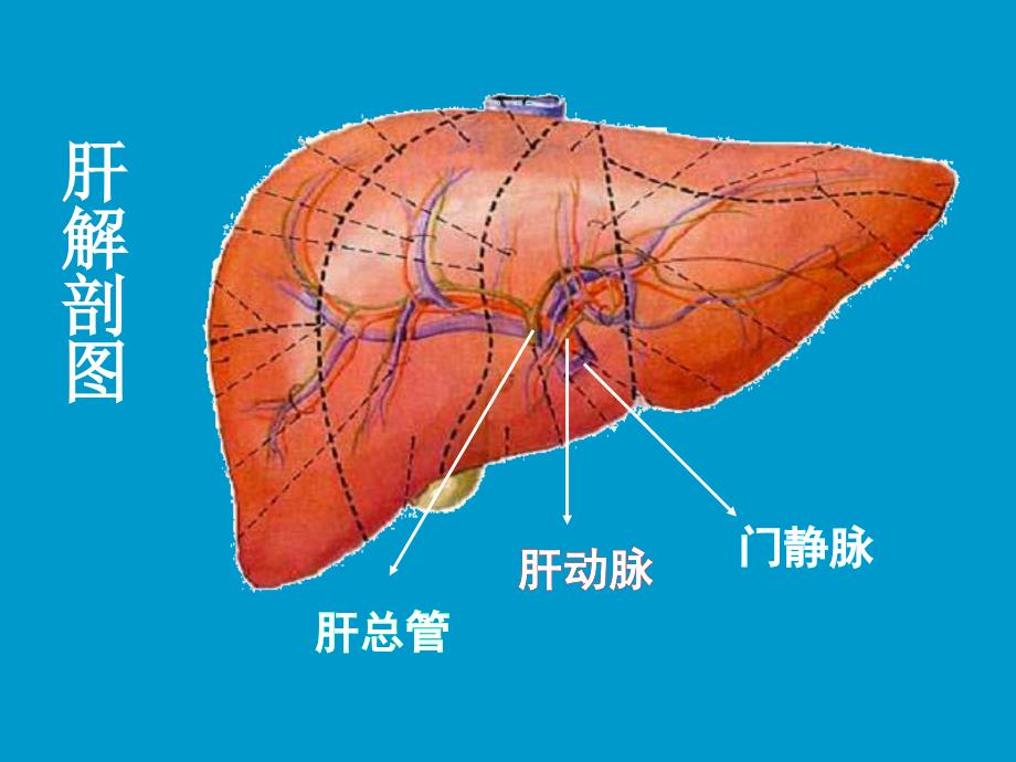 肝胆生物化学课件2_第4页