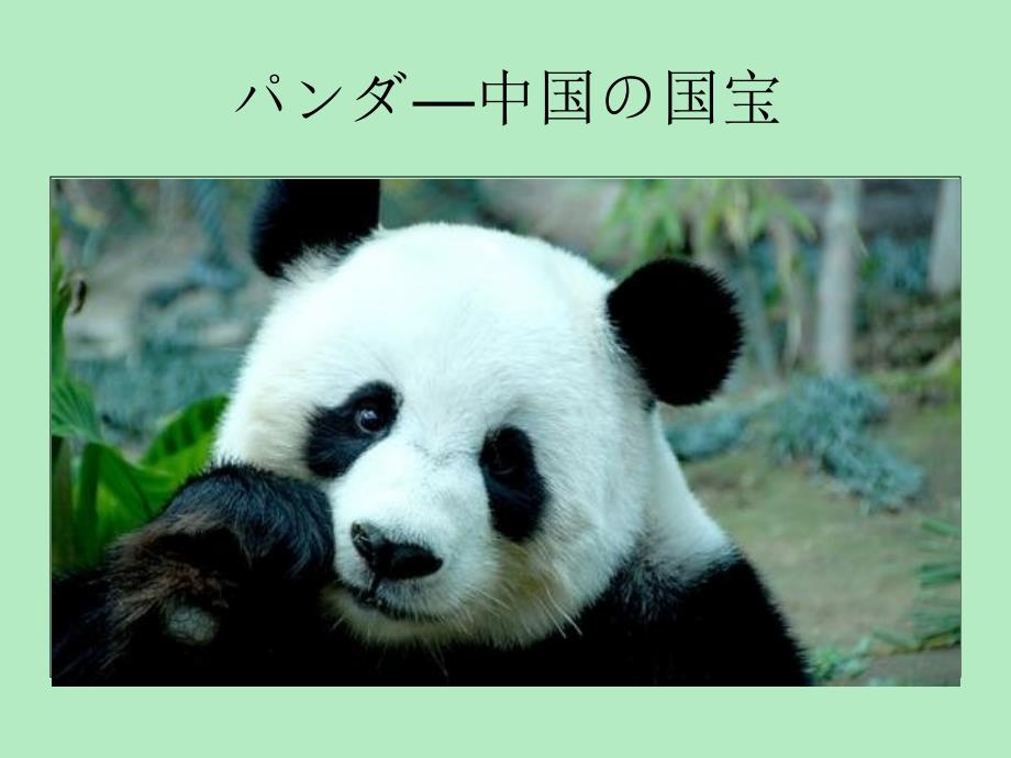 中国国宝—熊猫日文介绍_第1页