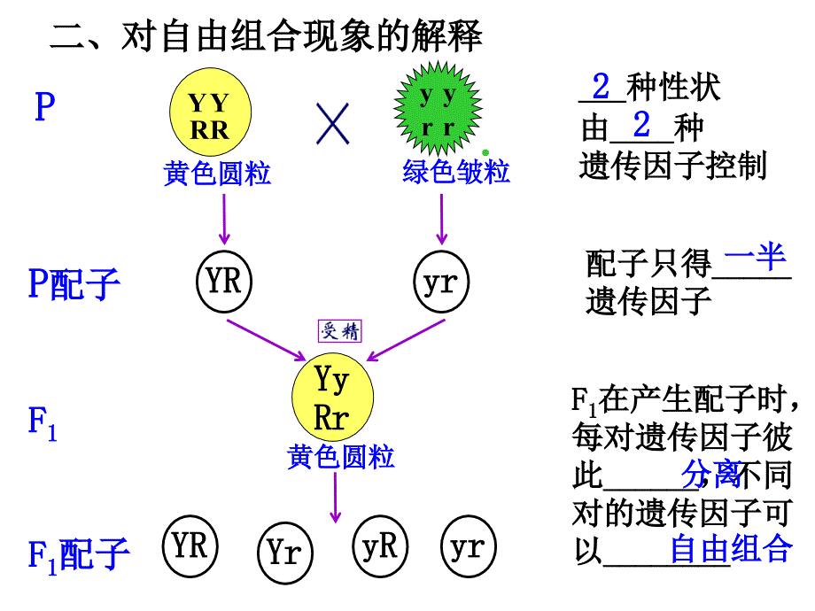 对自由组合现象的解释西乡二中张锋.ppt_第2页