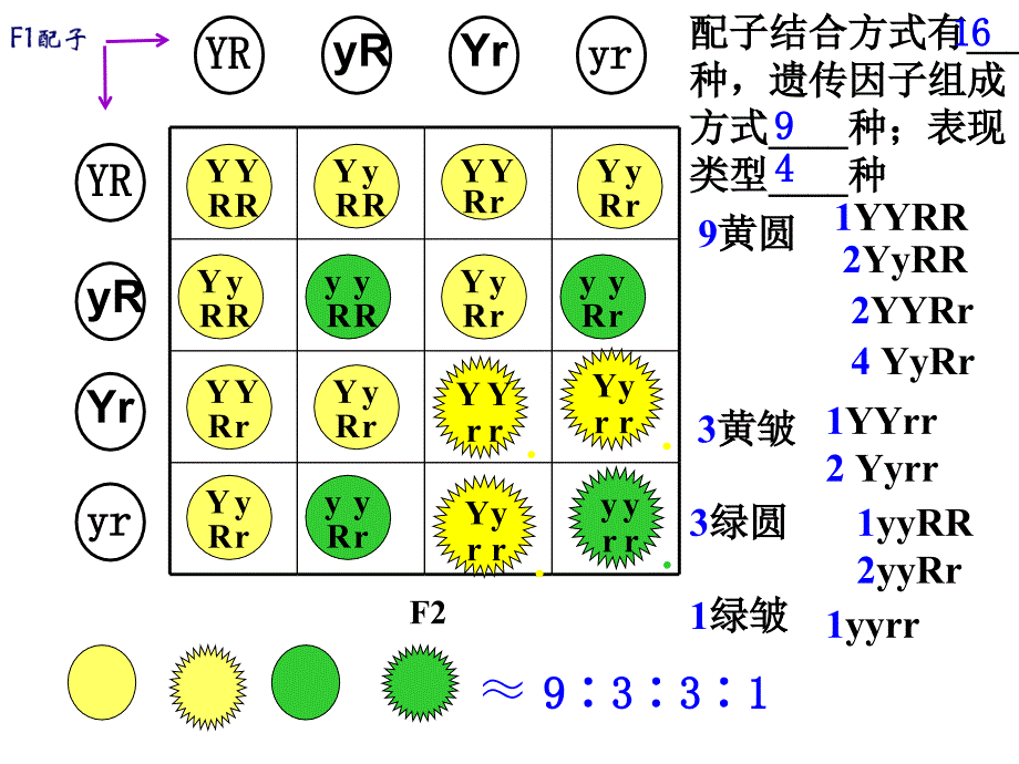 对自由组合现象的解释西乡二中张锋.ppt_第3页