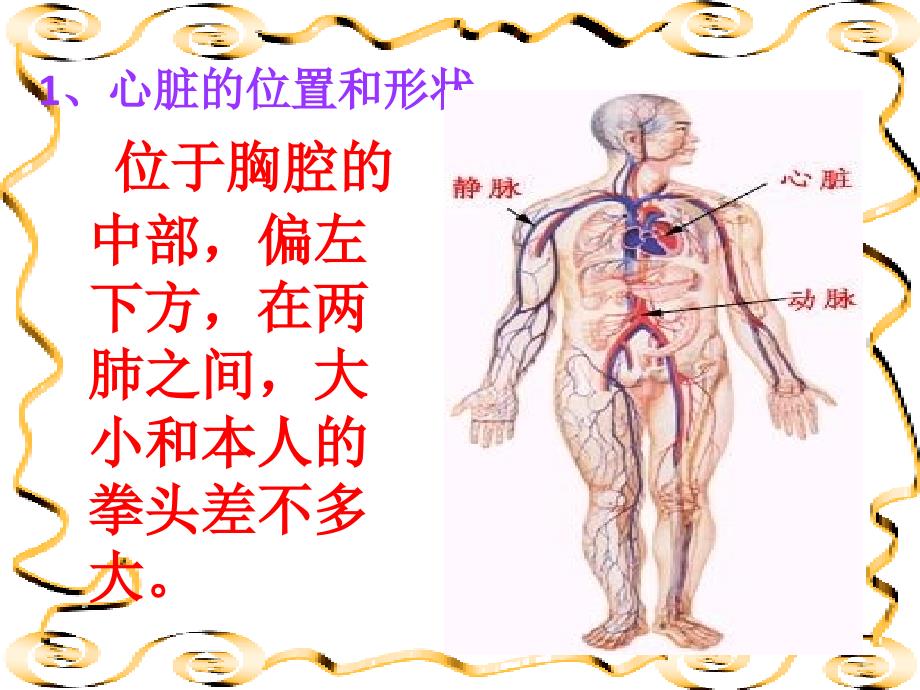 人教版初一生物下册第四单元第四章第三节心脏.ppt_第3页