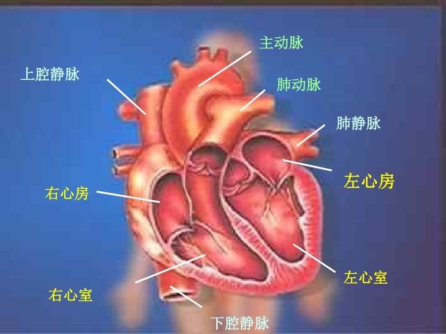 人教版初一生物下册第四单元第四章第三节心脏.ppt_第5页