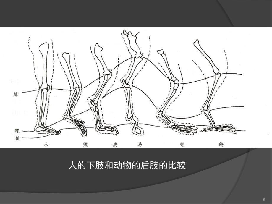 动画运动规律动物ppt课件_第5页