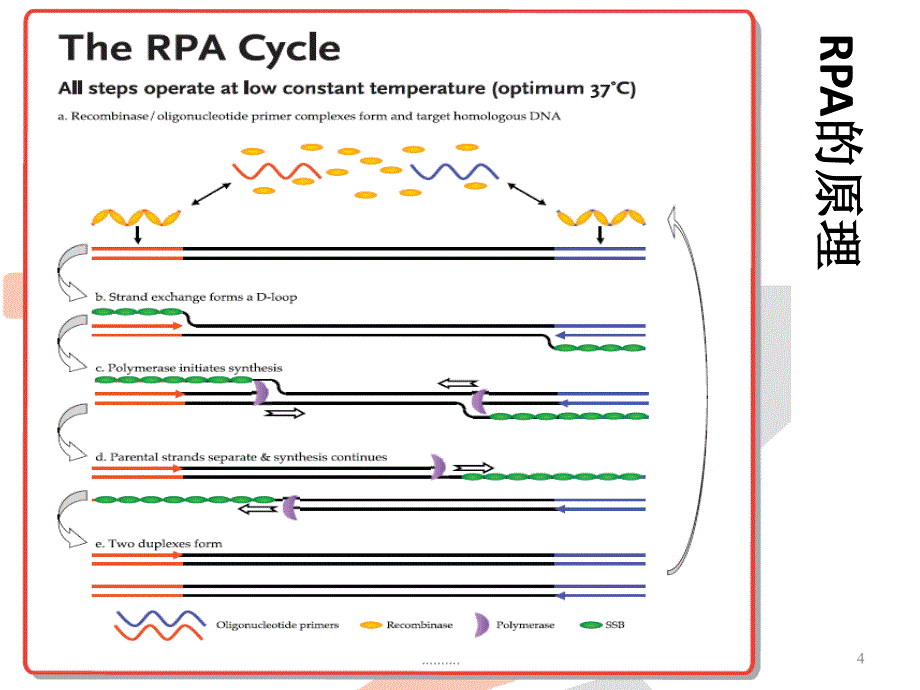 【创意版】RPA——PCR技术的革命课件_第4页