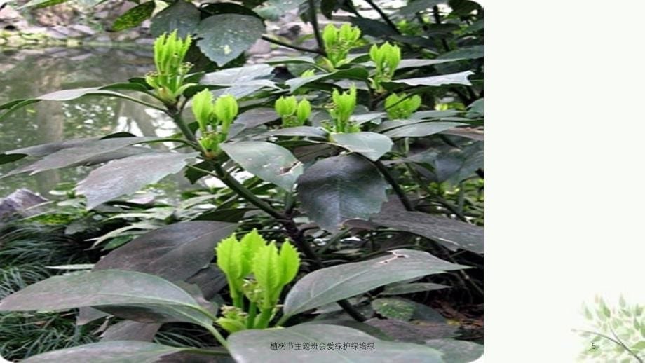 植树节主题班会爱绿护绿培绿课件_第5页