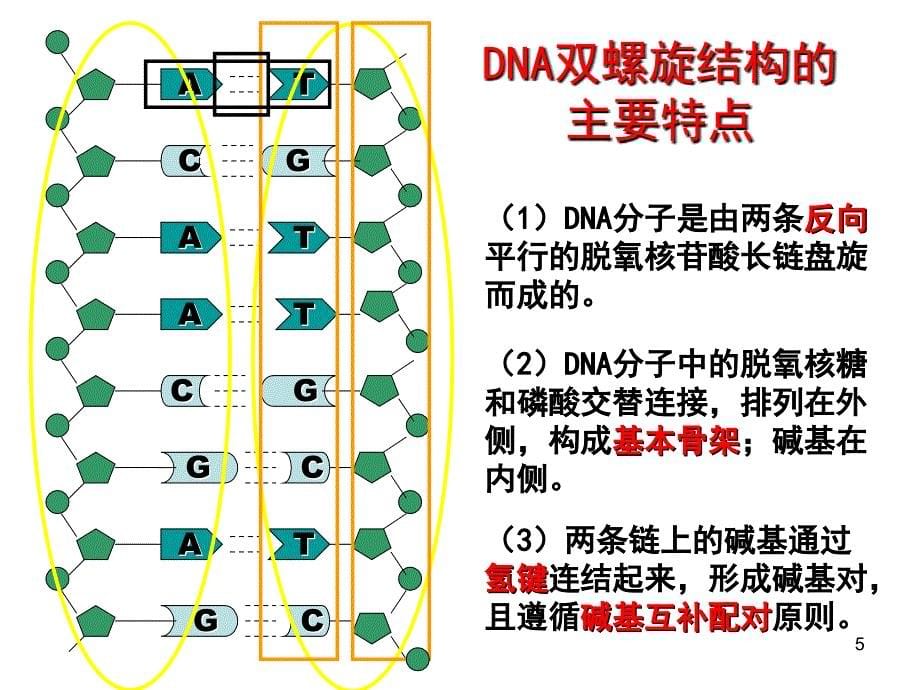 DNA分子结构与复制ppt课件_第5页