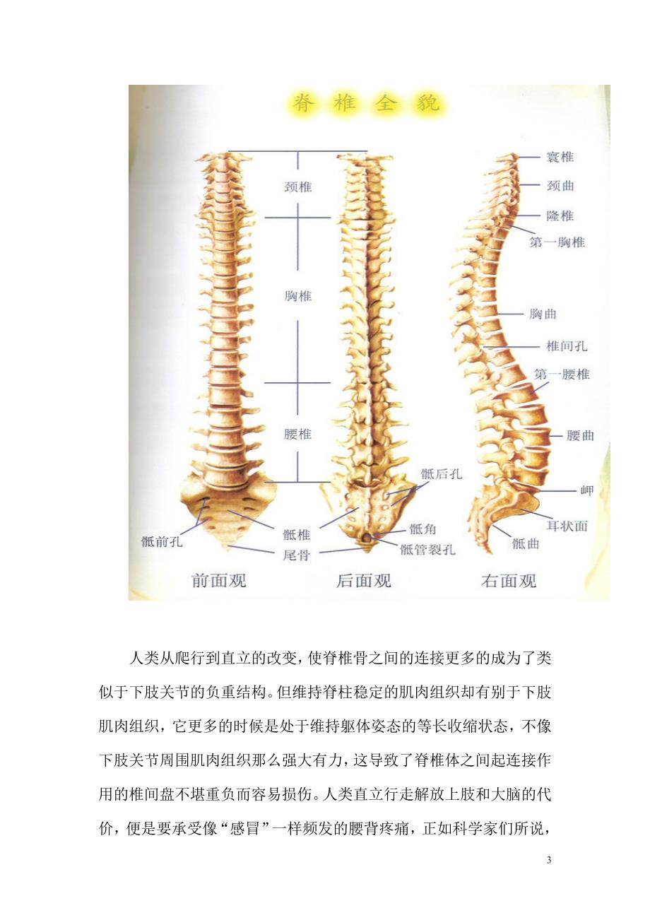 从爬行到直立的改变.doc_第3页