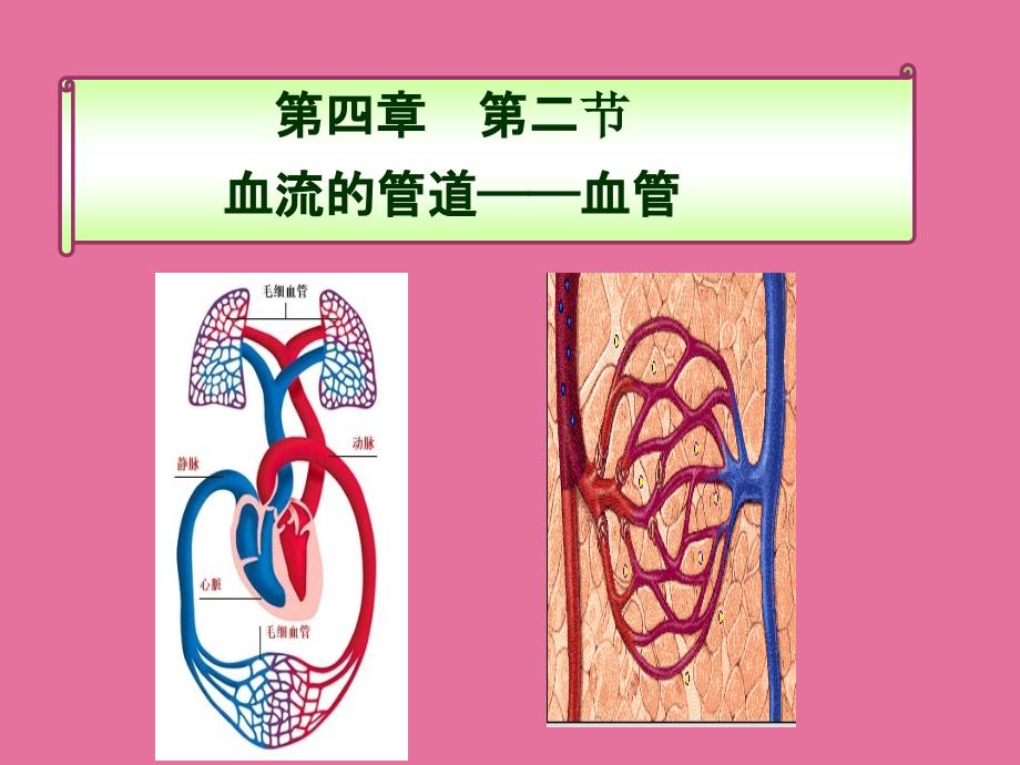 七下人教版4.4.2血流的管道血管ppt课件_第1页