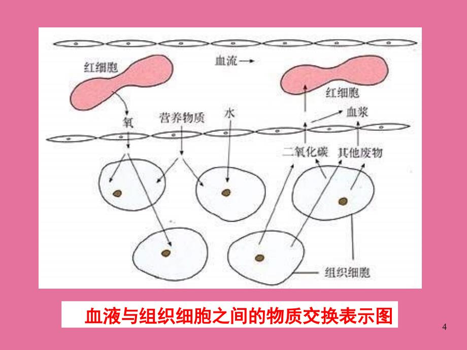 七下人教版4.4.2血流的管道血管ppt课件_第4页