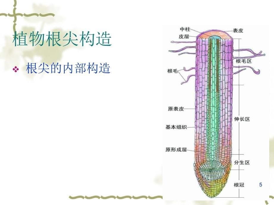 科学四年级上青岛版32植物的根课件9_第5页