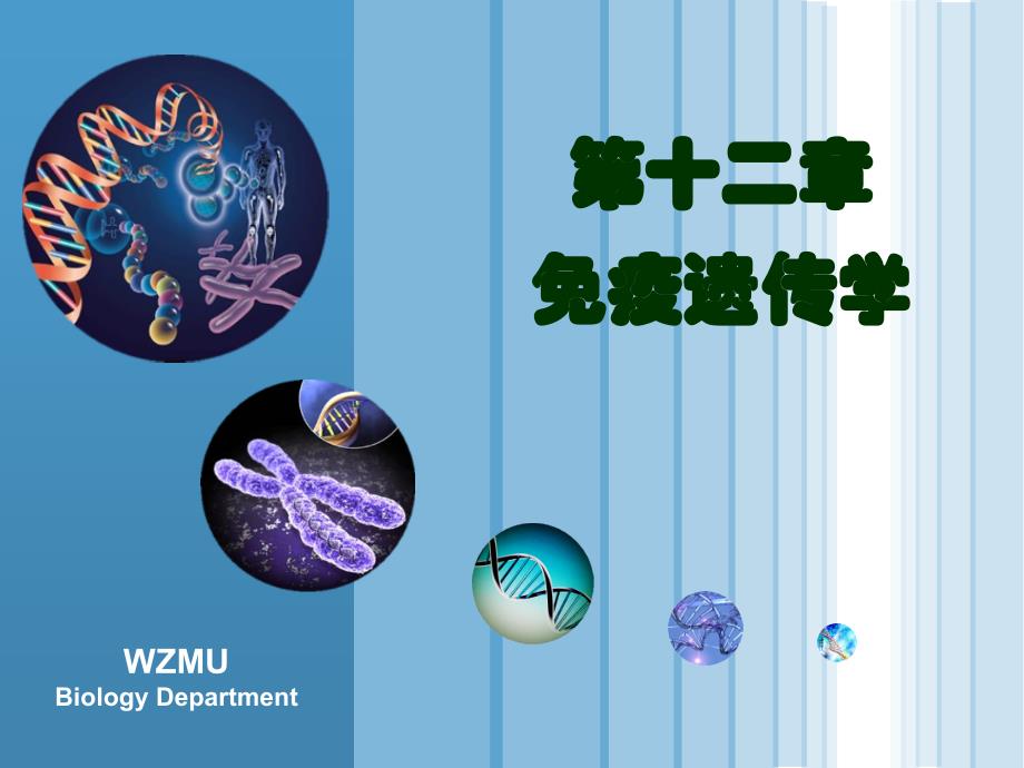 医学遗传学：第12章 免疫遗传学_第1页