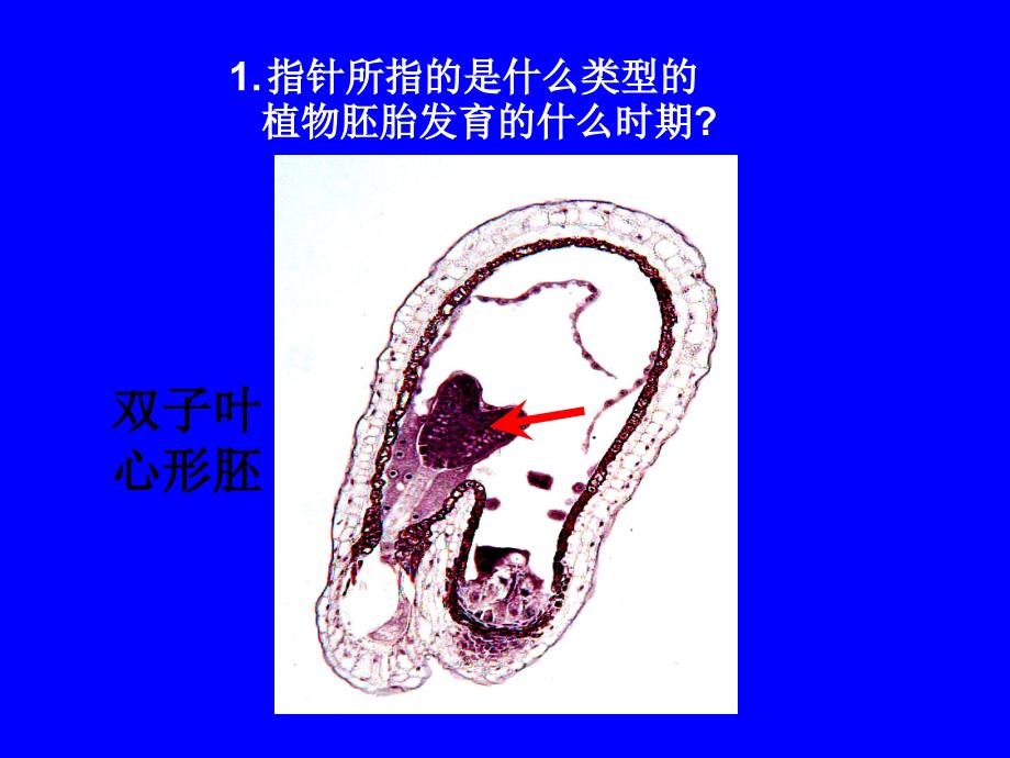 植物学实验考试课件_第2页