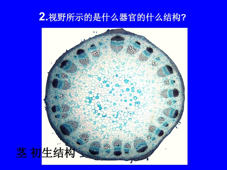 植物学实验考试课件_第3页