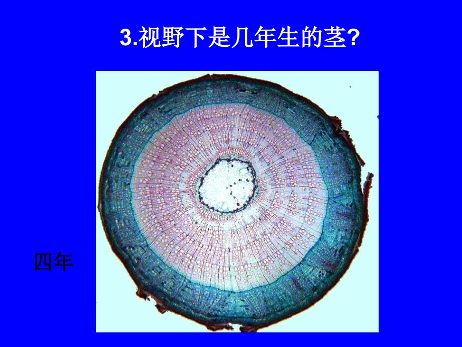 植物学实验考试课件_第4页