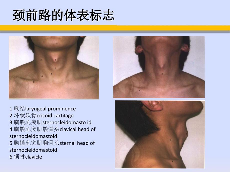 颈椎前路手术入路的应用解剖_第3页