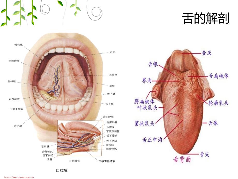 （优质课件）舌癌的手术配合_第3页