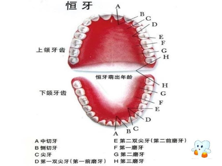 爱护牙齿茁壮成长.ppt_第5页