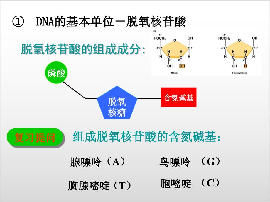 新教材《DNA的结构》PPT完美课件人教版1_第3页