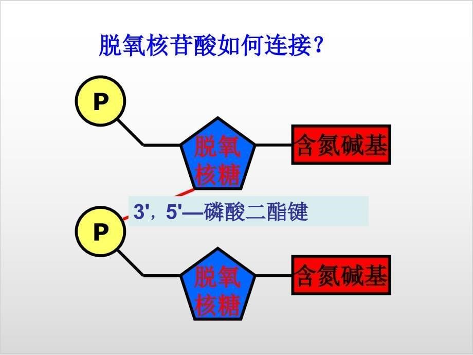 新教材《DNA的结构》PPT完美课件人教版1_第5页