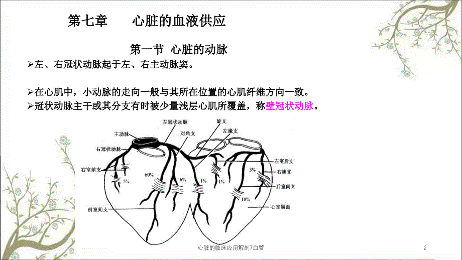 心脏的临床应用解剖7血管_第2页