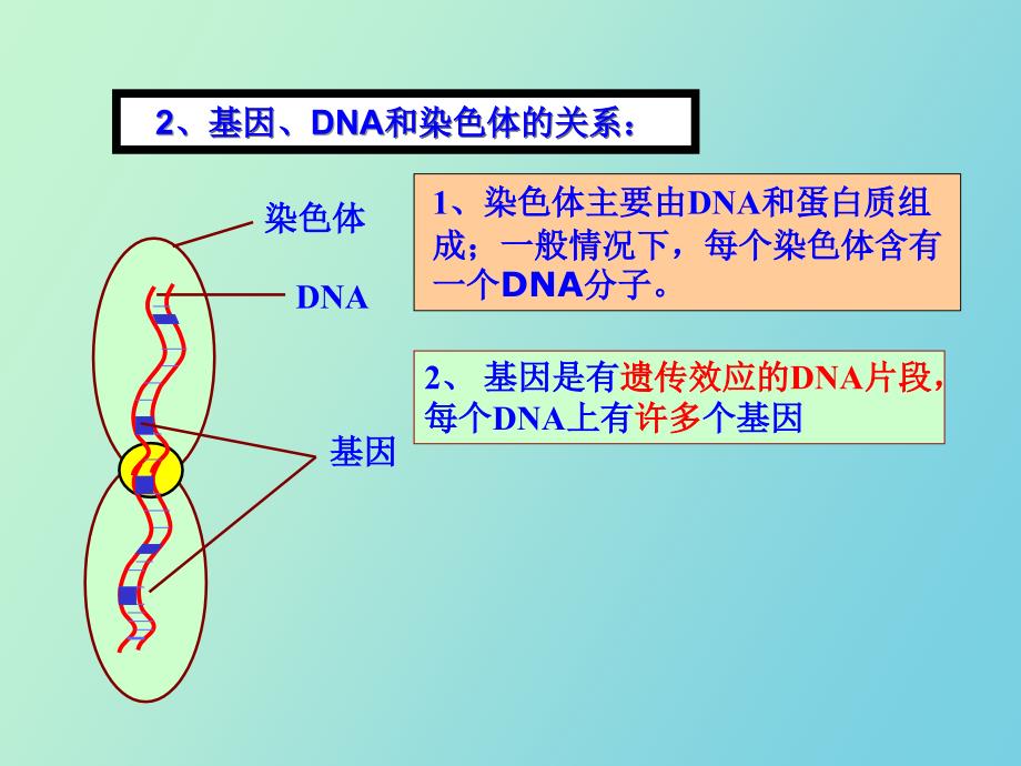 高中生物基因控制蛋白质的合成_第4页