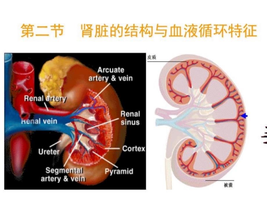 最新十章节渗透调节与排泄肾脏生理幻灯片_第3页