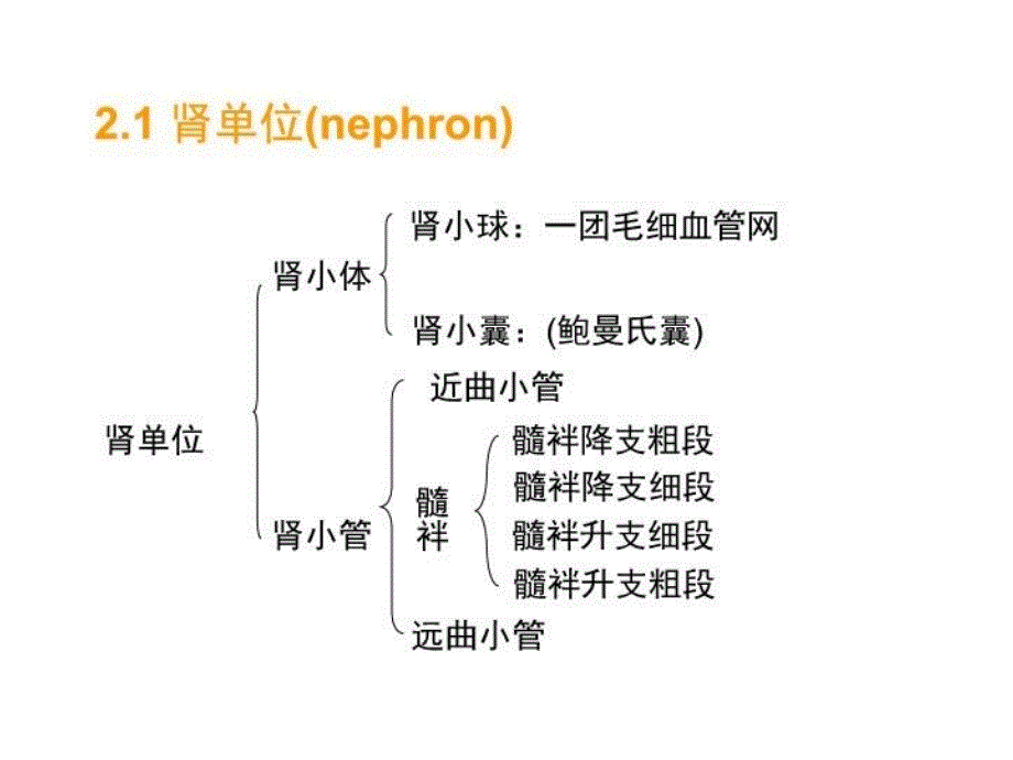 最新十章节渗透调节与排泄肾脏生理幻灯片_第4页