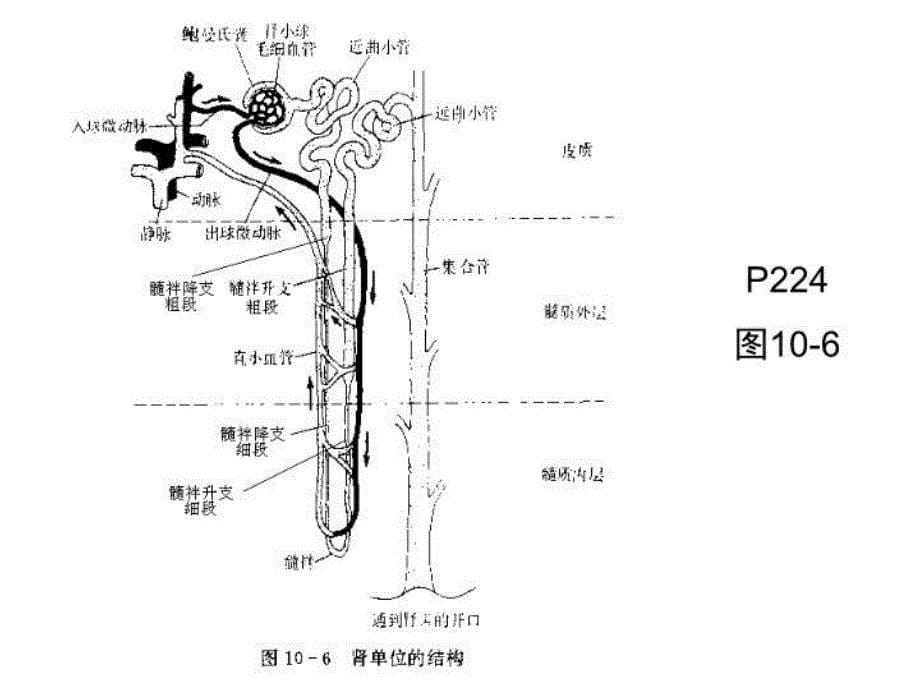 最新十章节渗透调节与排泄肾脏生理幻灯片_第5页