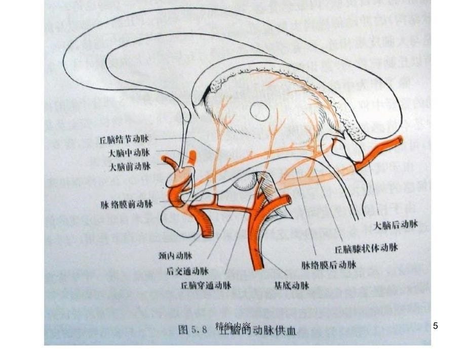 丘脑供血动脉及丘脑梗死深度分析_第5页