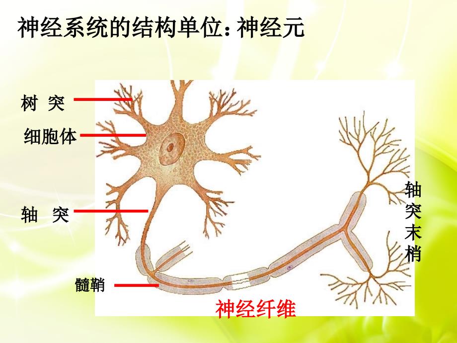 通过神经系统的调节ppt课件_第1页