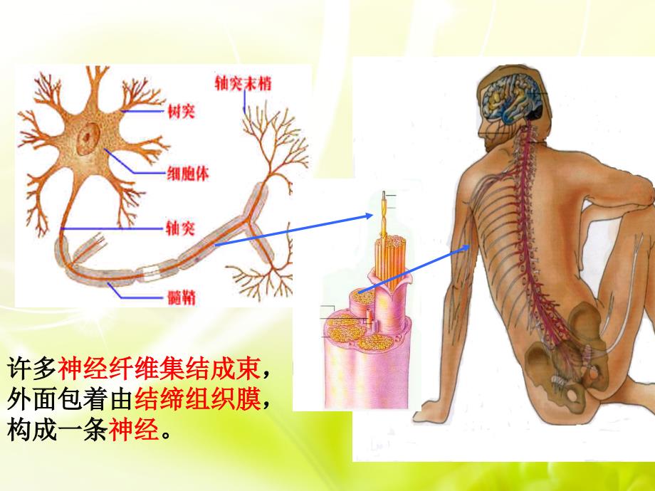 通过神经系统的调节ppt课件_第2页