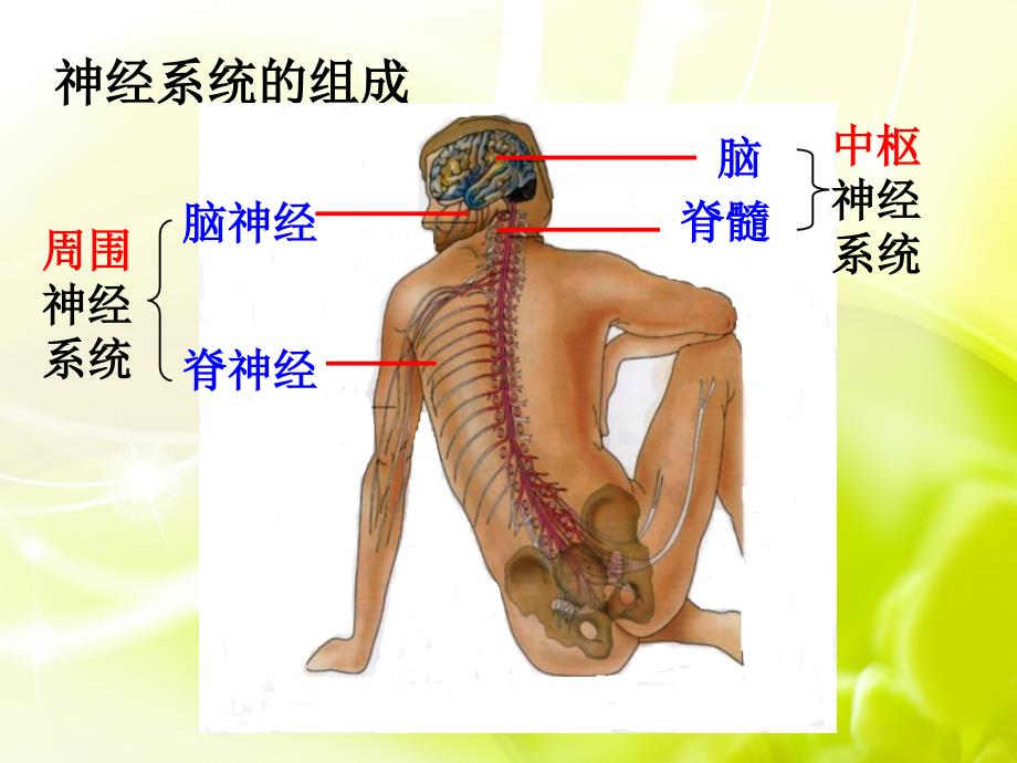 通过神经系统的调节ppt课件_第3页