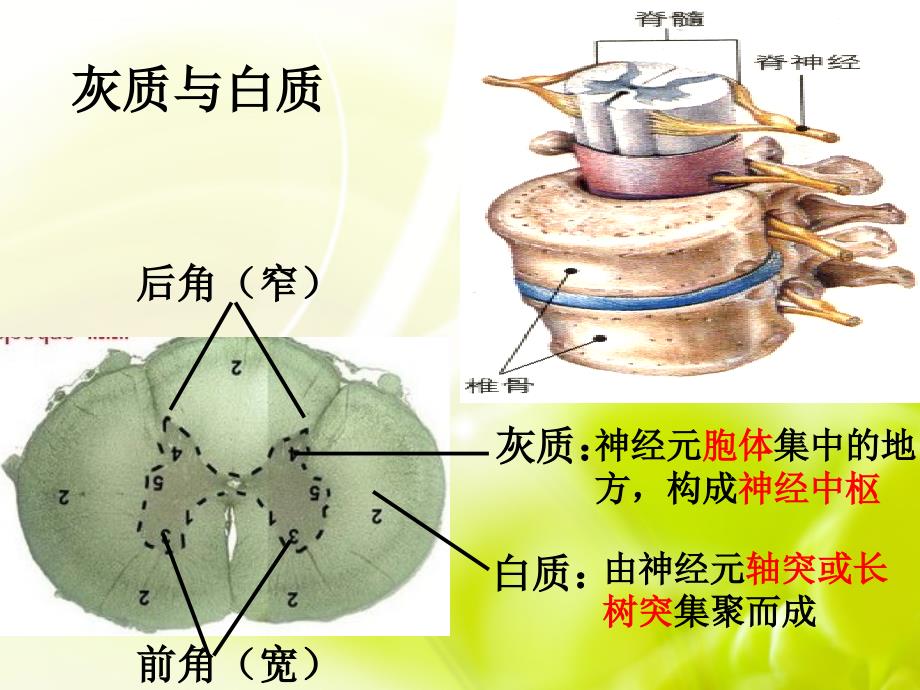 通过神经系统的调节ppt课件_第4页