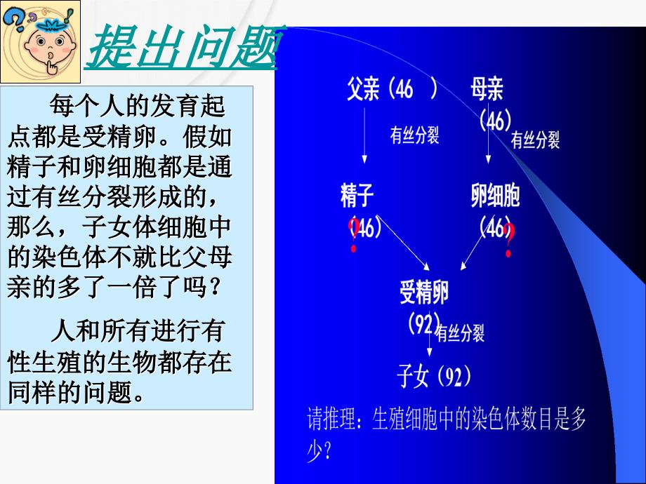 减数分裂王静_第2页