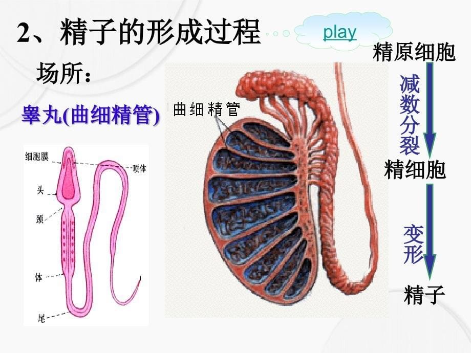 减数分裂王静_第5页