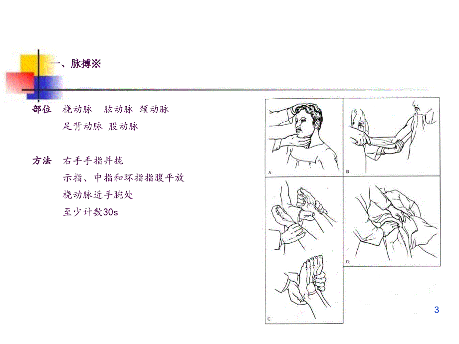 心脏血管检查ppt课件_第3页