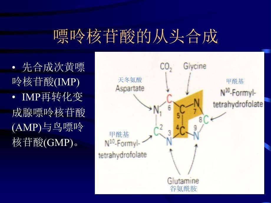 医学课件第九章核苷酸代谢_第5页