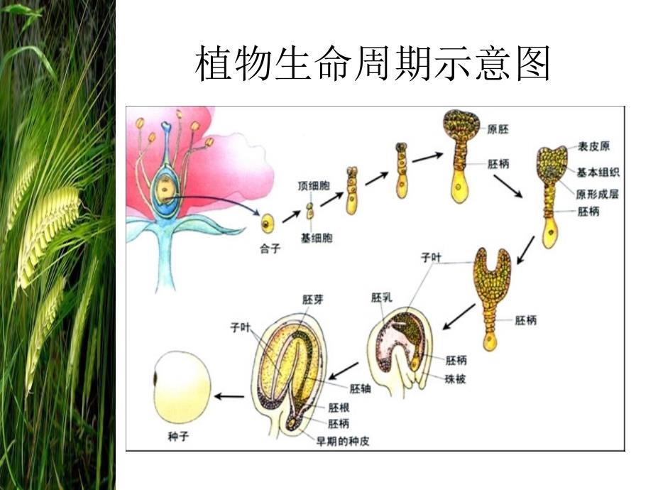 大樱桃栽培技术_第4页