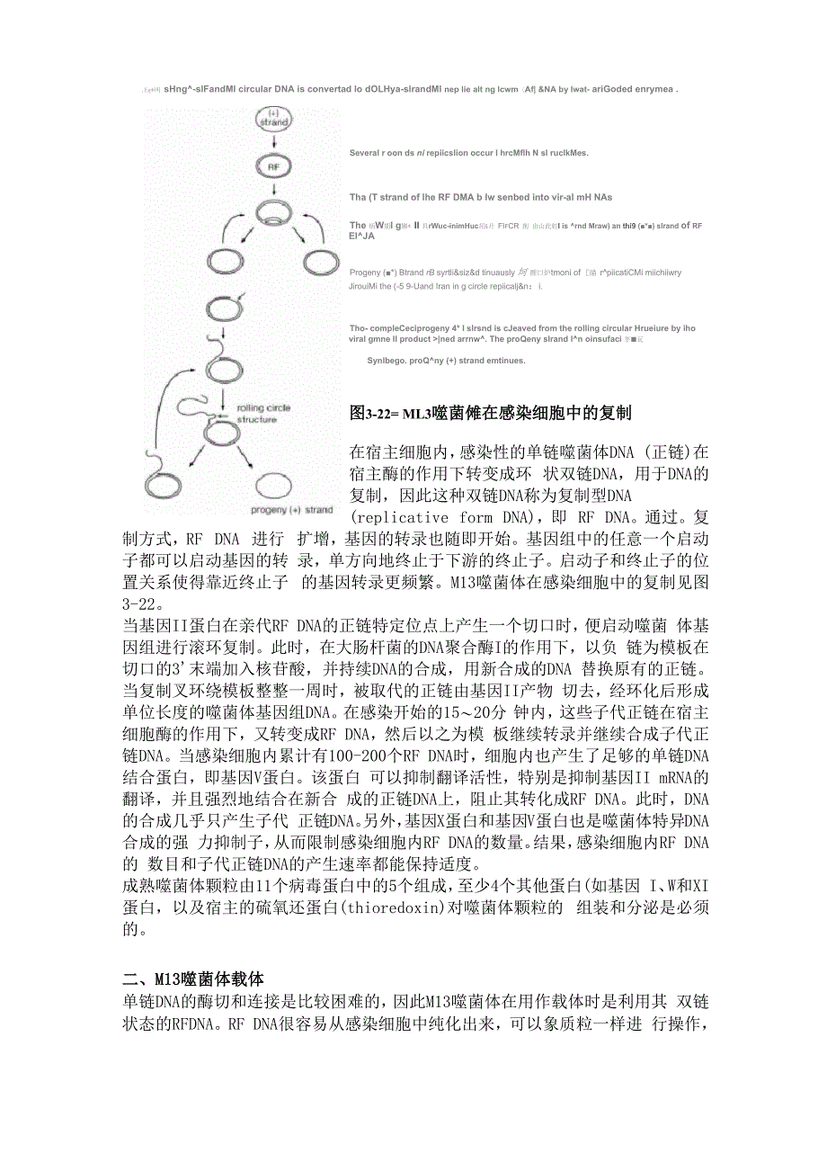 单链丝状噬菌体载体_第2页