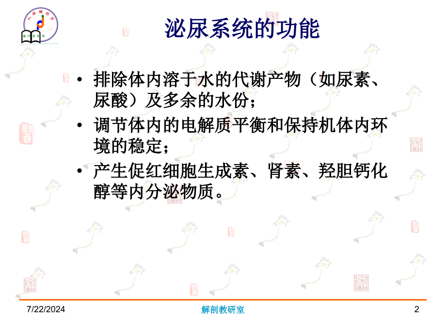 《人体解剖学》教学课件：泌尿系统_第2页