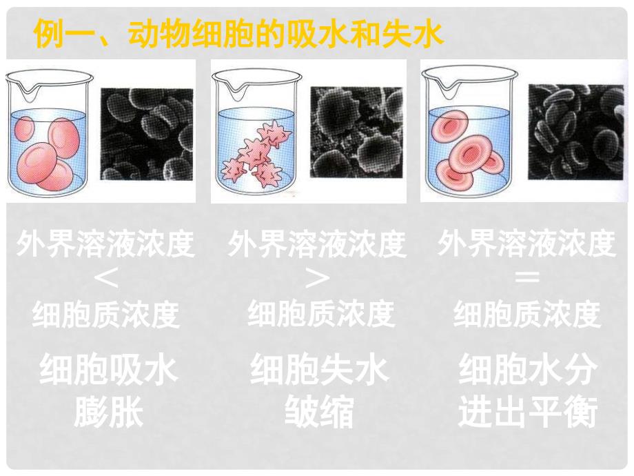 湖南省永兴县第五中学高中生物 41 物质跨膜运输的实例课件 新人教版必修1_第3页