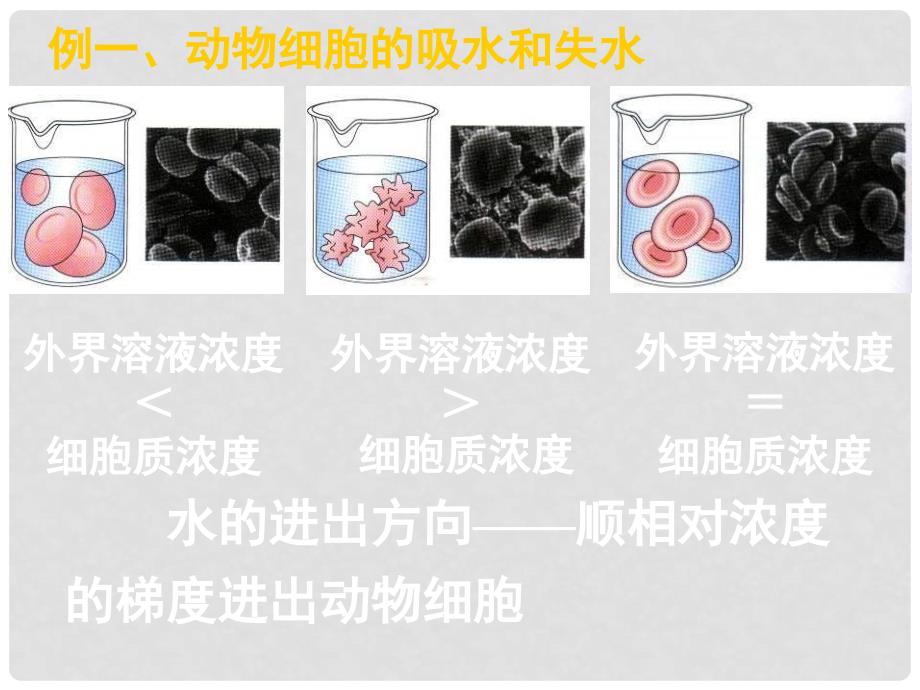 湖南省永兴县第五中学高中生物 41 物质跨膜运输的实例课件 新人教版必修1_第4页