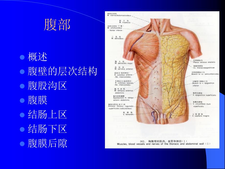 成腹壁4ppt课件_第1页