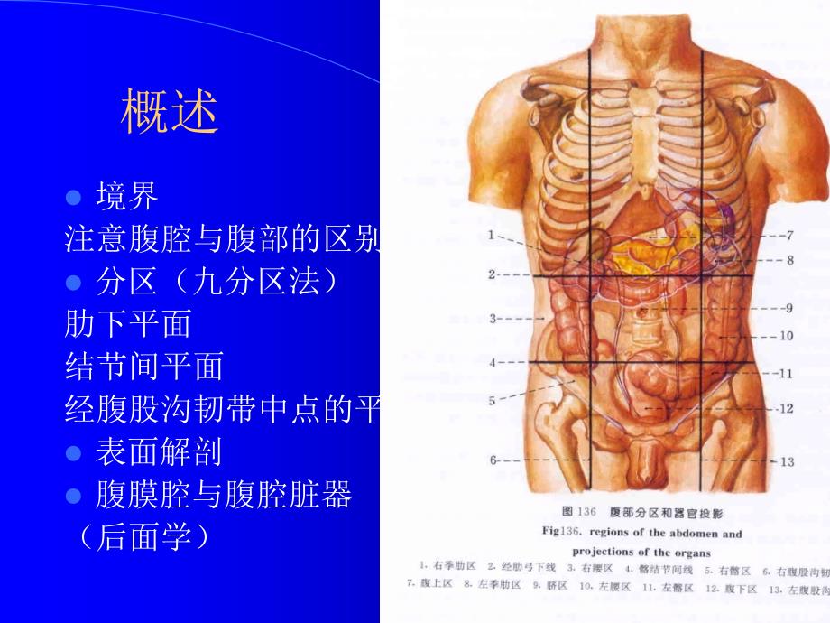 成腹壁4ppt课件_第2页